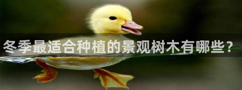新宝gg游戏平台