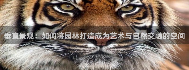 新宝gg线长