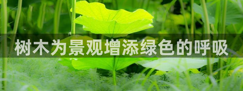 新宝gg主管weibo