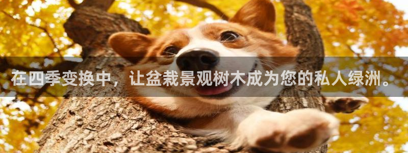 新宝3和新宝gg