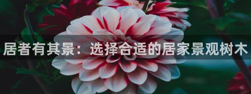 新宝gg一创造奇迹