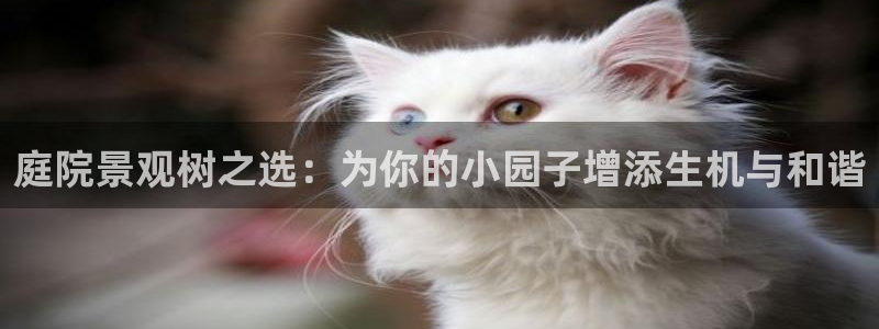 新宝gg充值：庭院景观树之选：为你的小园子增添生机与和谐