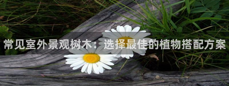 新宝gg体彩