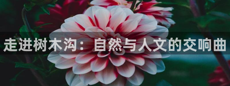 新宝gg网赚
