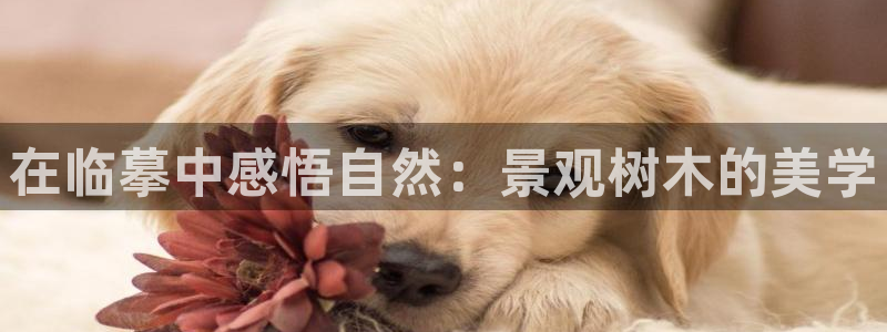 新宝gg如何