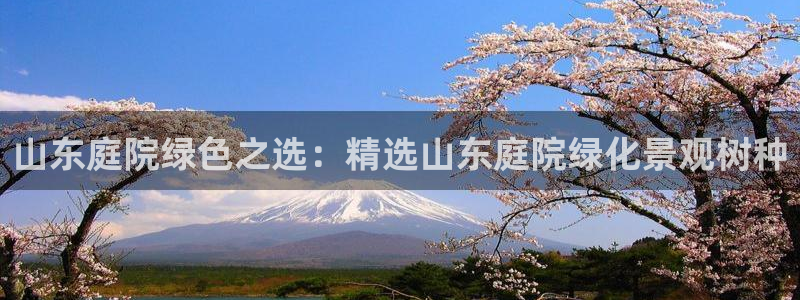 新宝gg开号