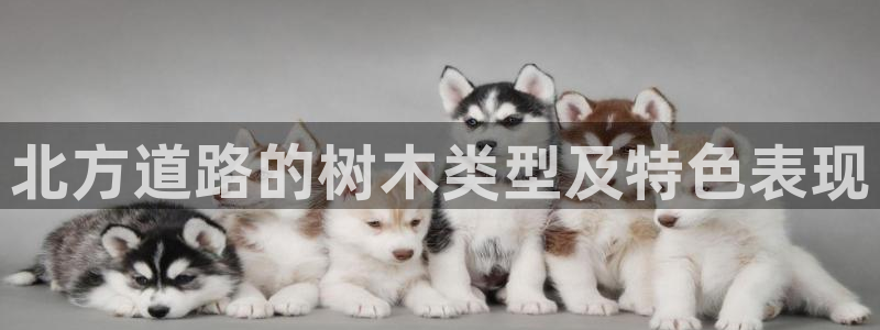 新gg官网_新宝GG创造奇迹