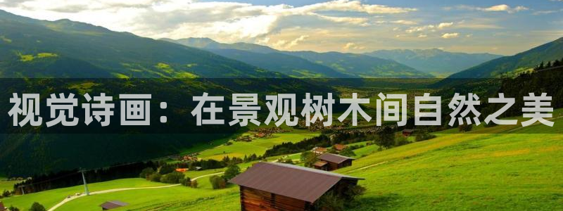 新宝gg类似：视觉诗画：在景观树木间自然之美